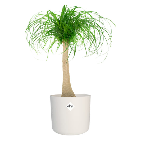 Olifantspoot in ® ELHO b.for soft sierpot