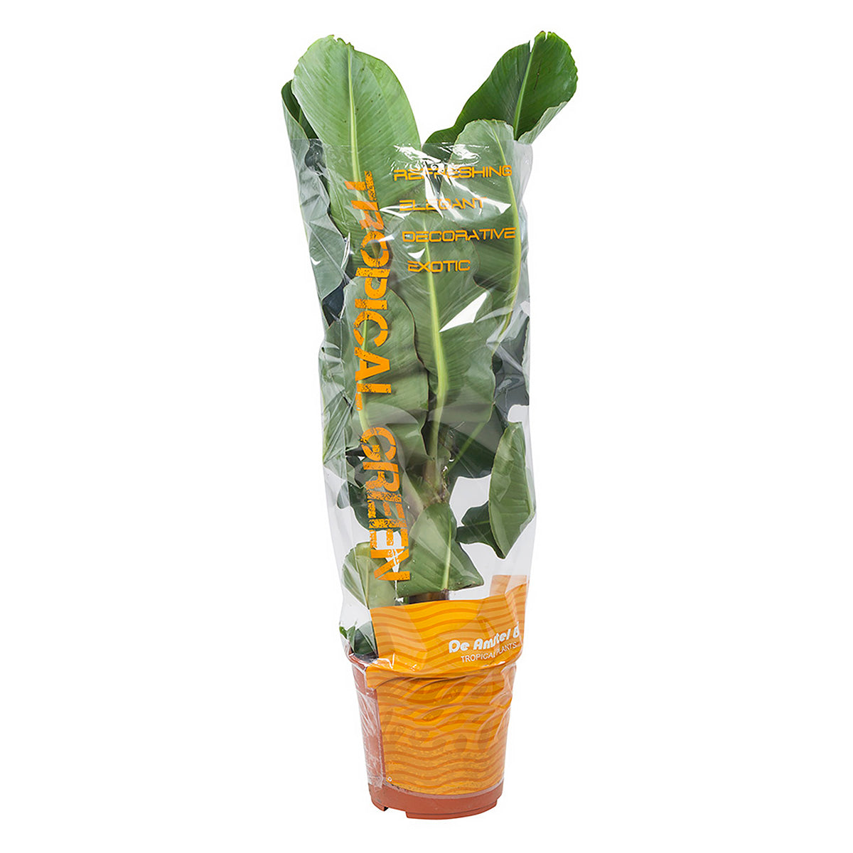 Musa