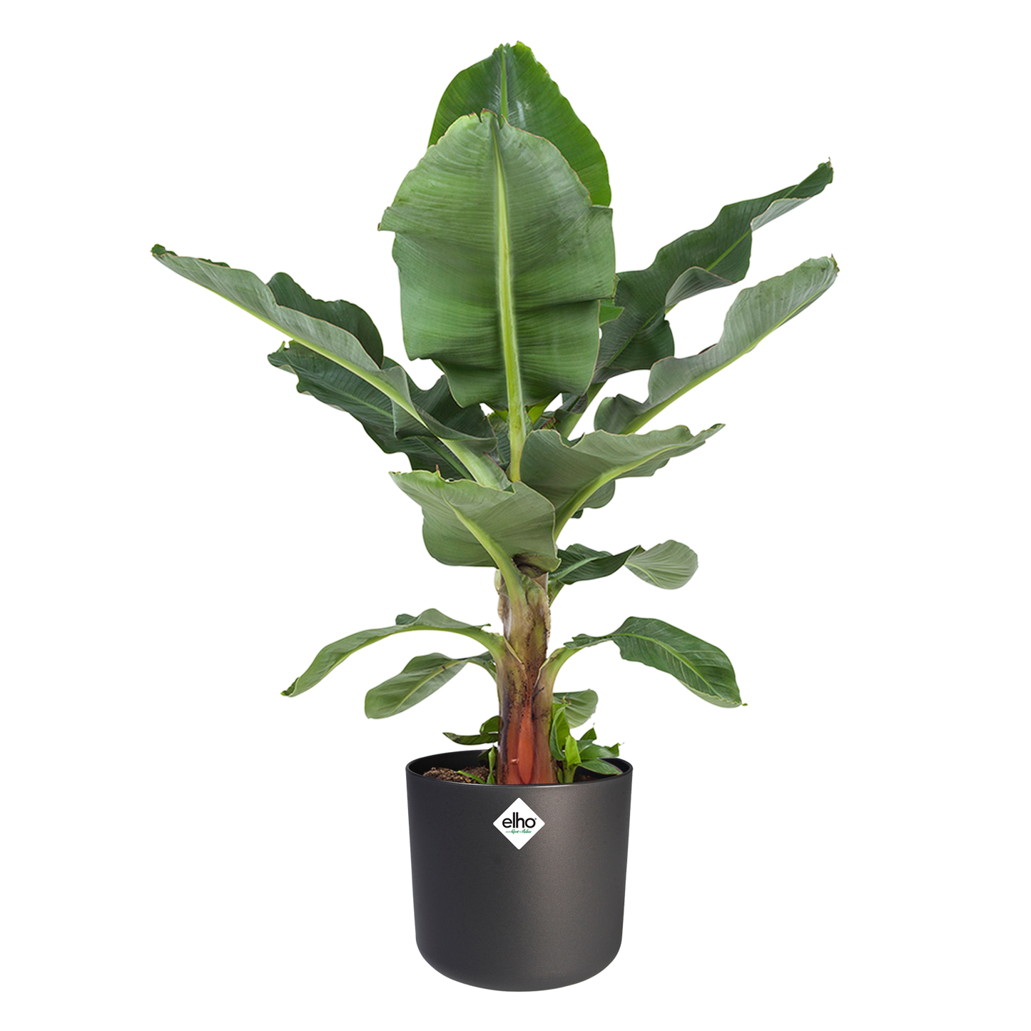 Musa in ® ELHO b.for soft sierpot