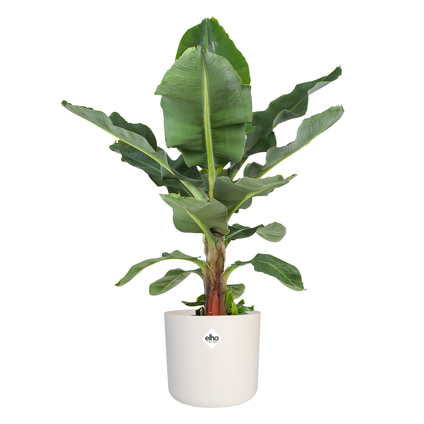 Musa in ® ELHO b.for soft sierpot