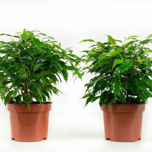 Ficus Green Kinky
