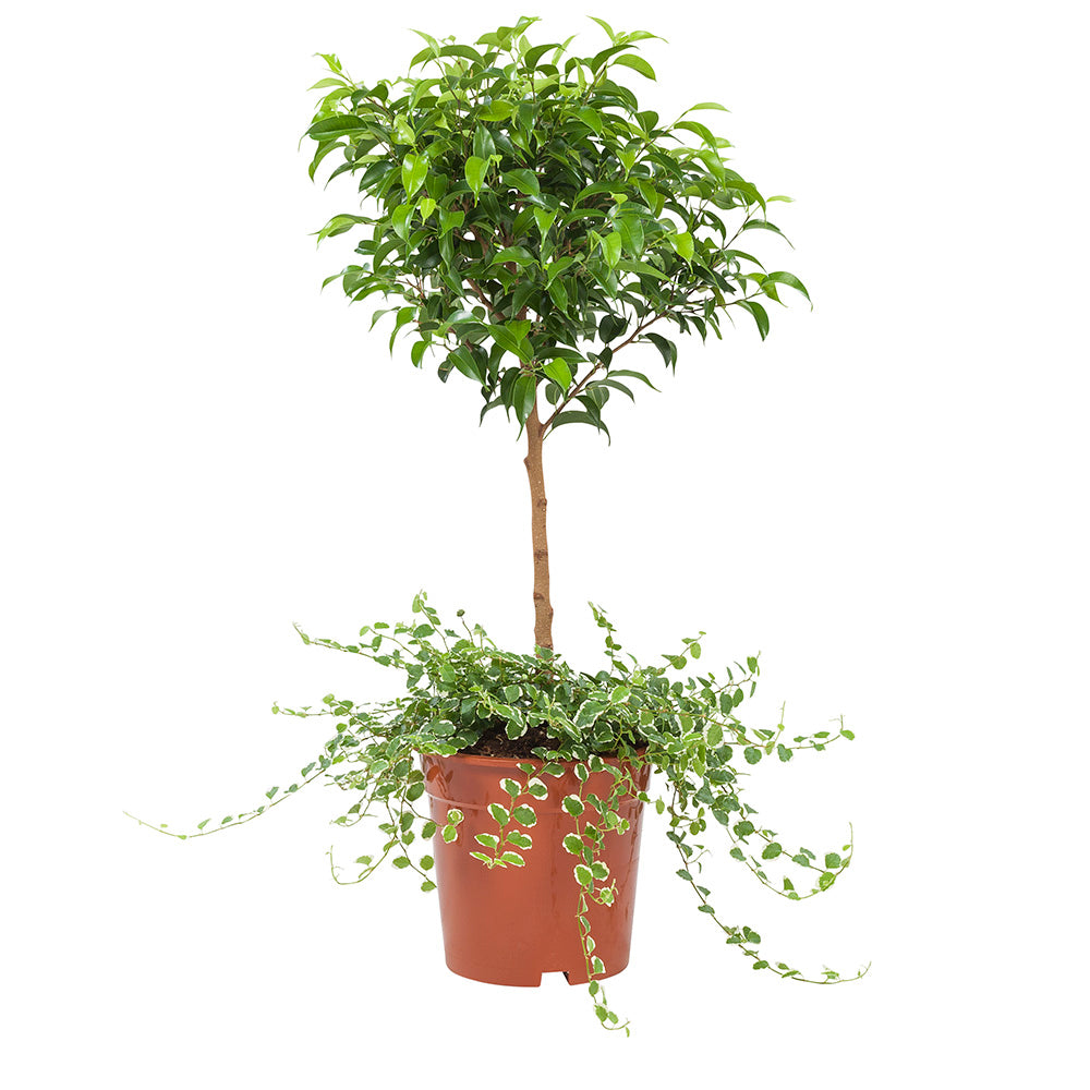 Ficus Pumila