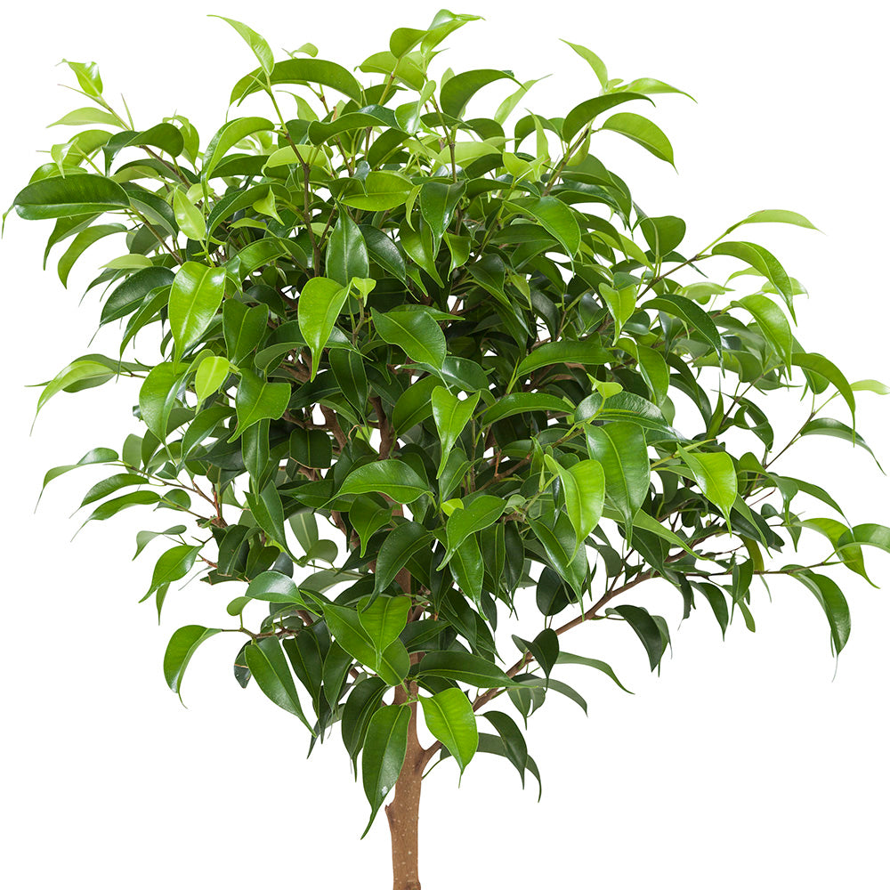 Ficus Pumila