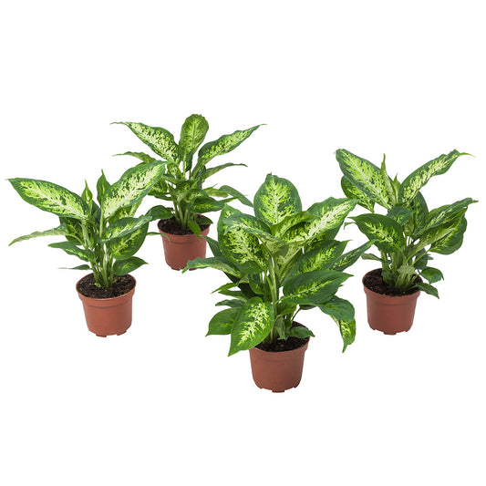 Dieffenbachia Compacta