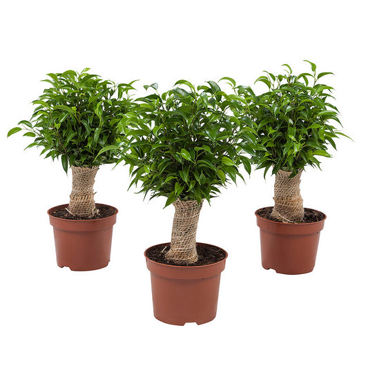 Ficus Natasja test