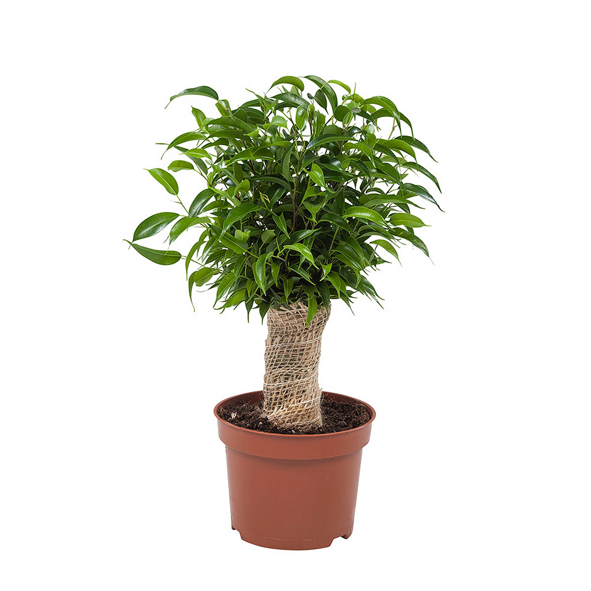 Ficus Natasja test