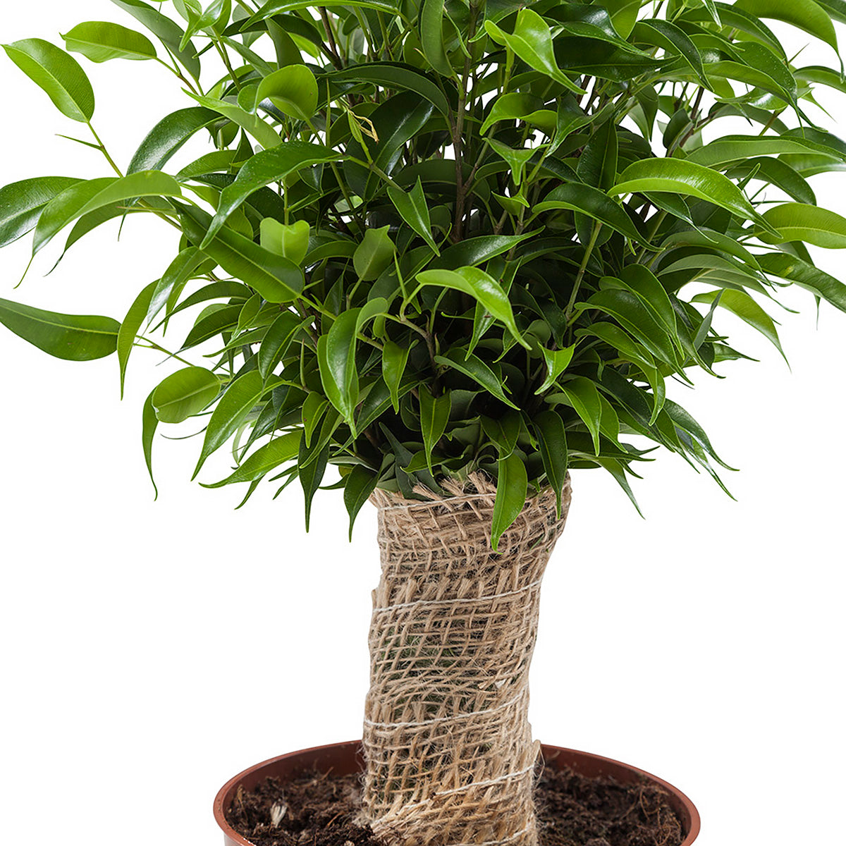Ficus Natasja test