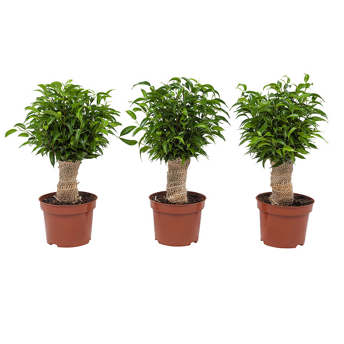 Ficus Natasja test