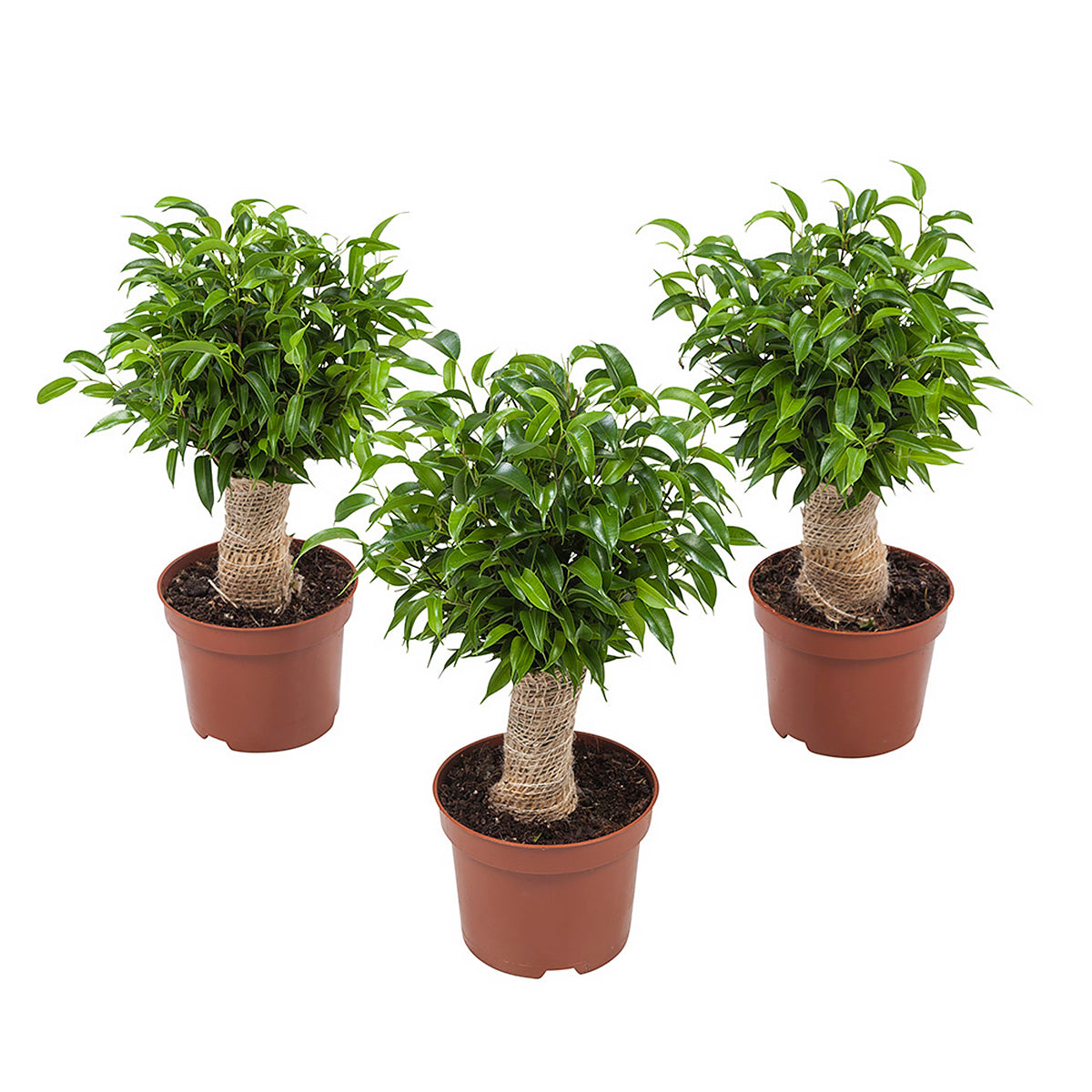 Ficus Natasja test