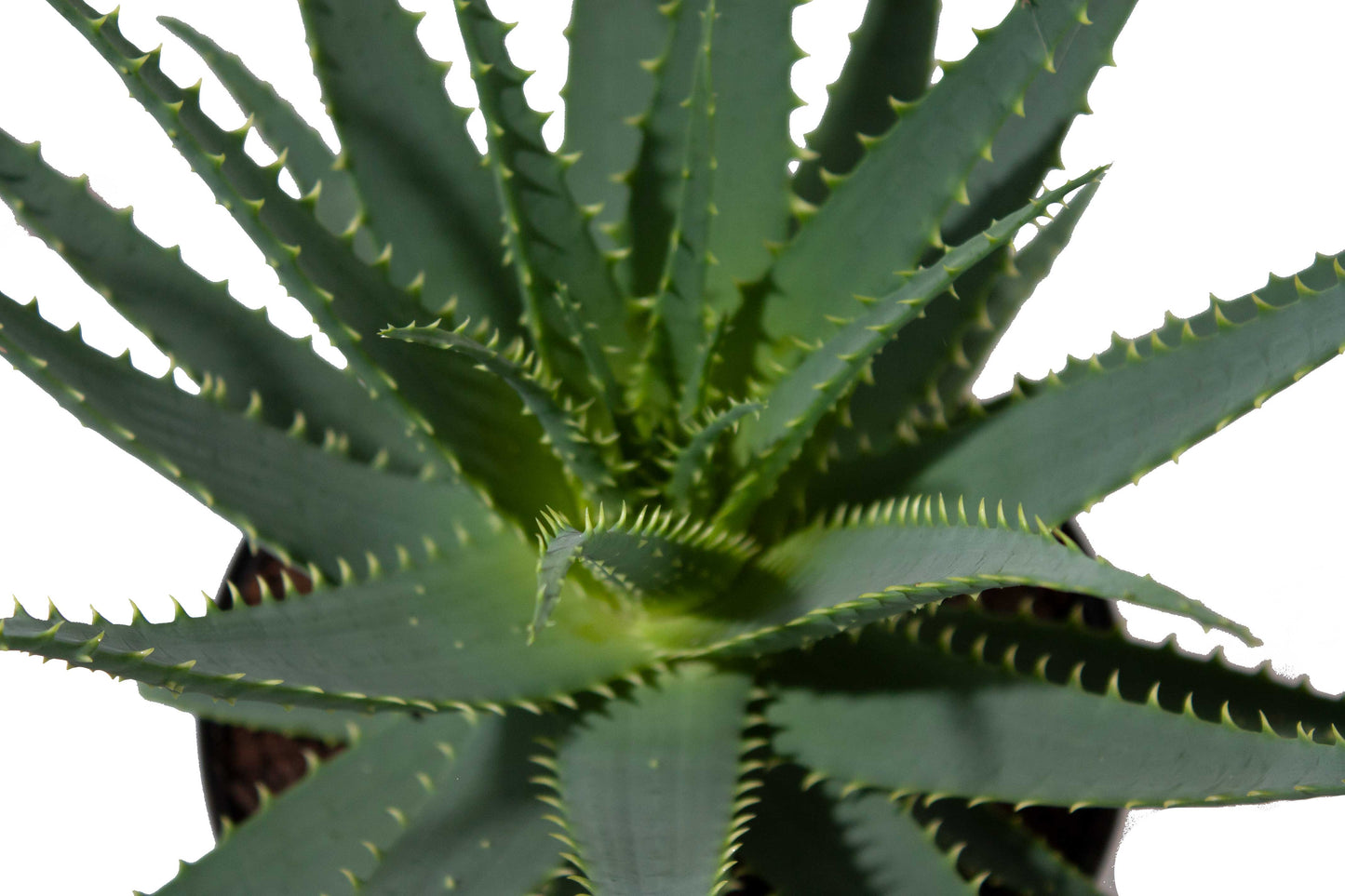 Aloë Arborescens
