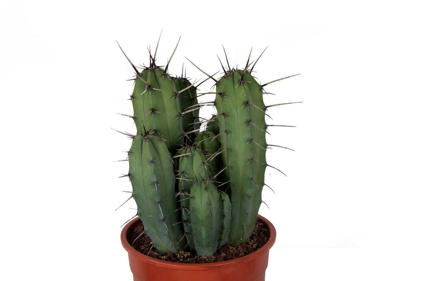 Myrtillocactus gemetrizans