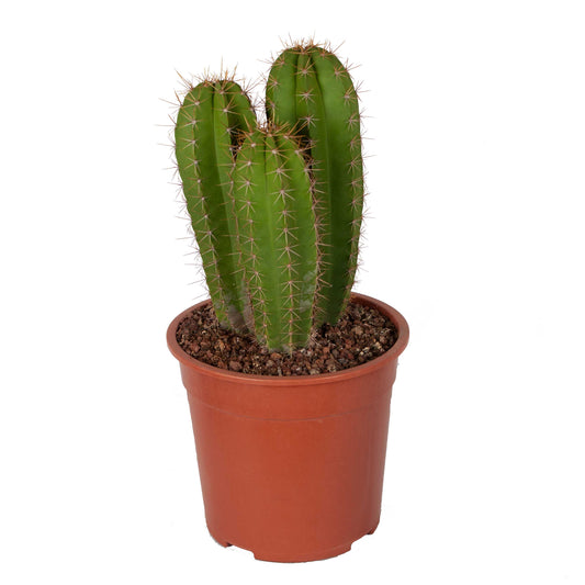 Isolatocereus dumortirii