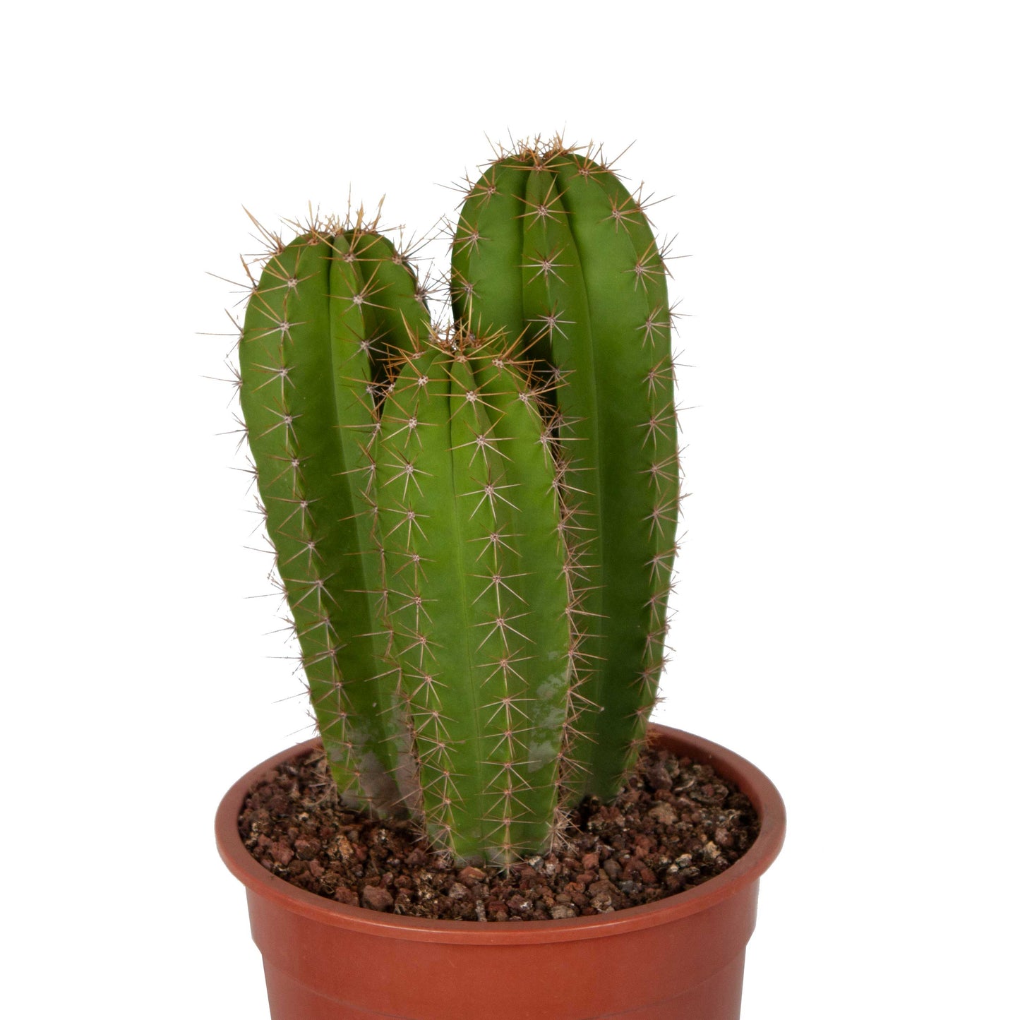 Isolatocereus dumortirii