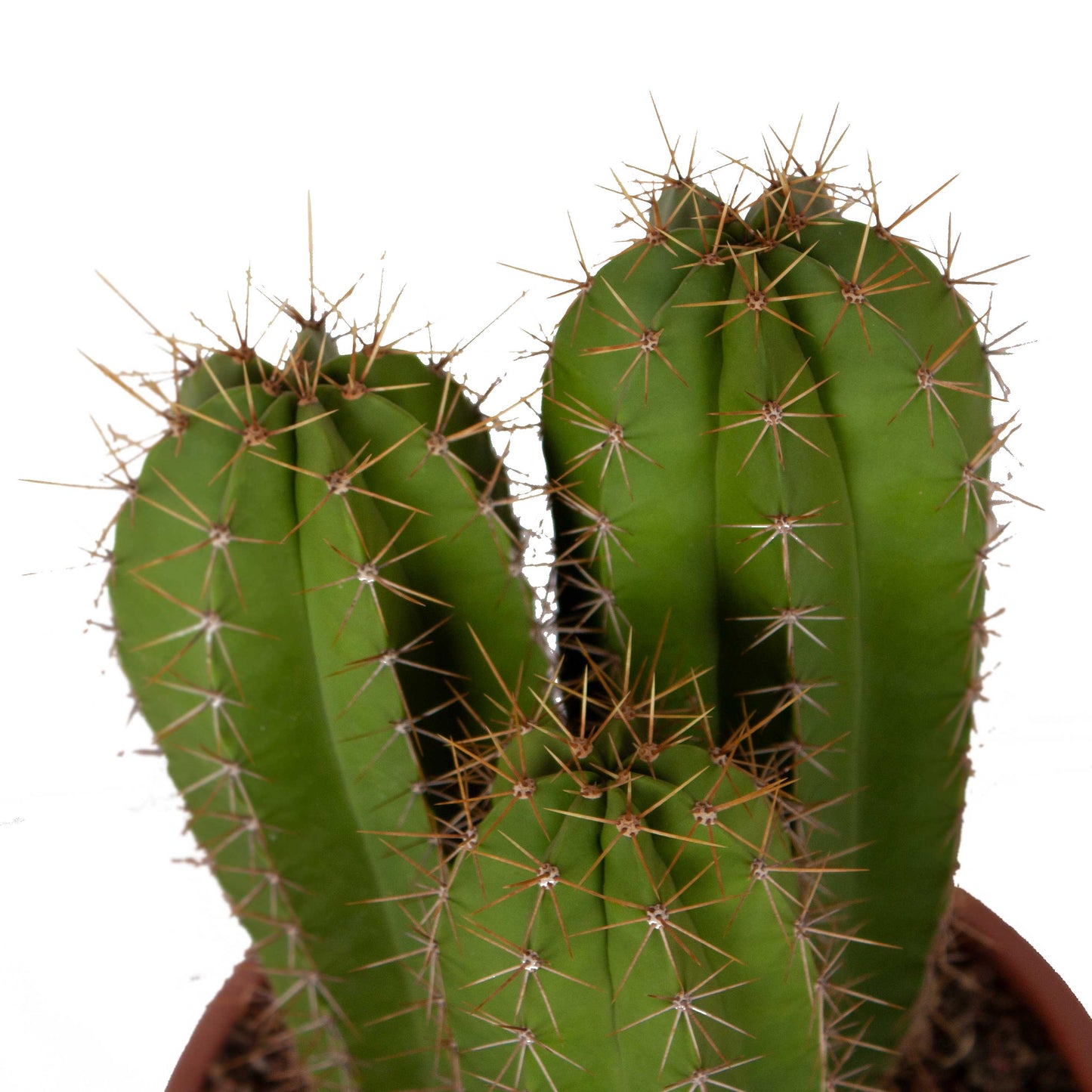 Isolatocereus dumortirii
