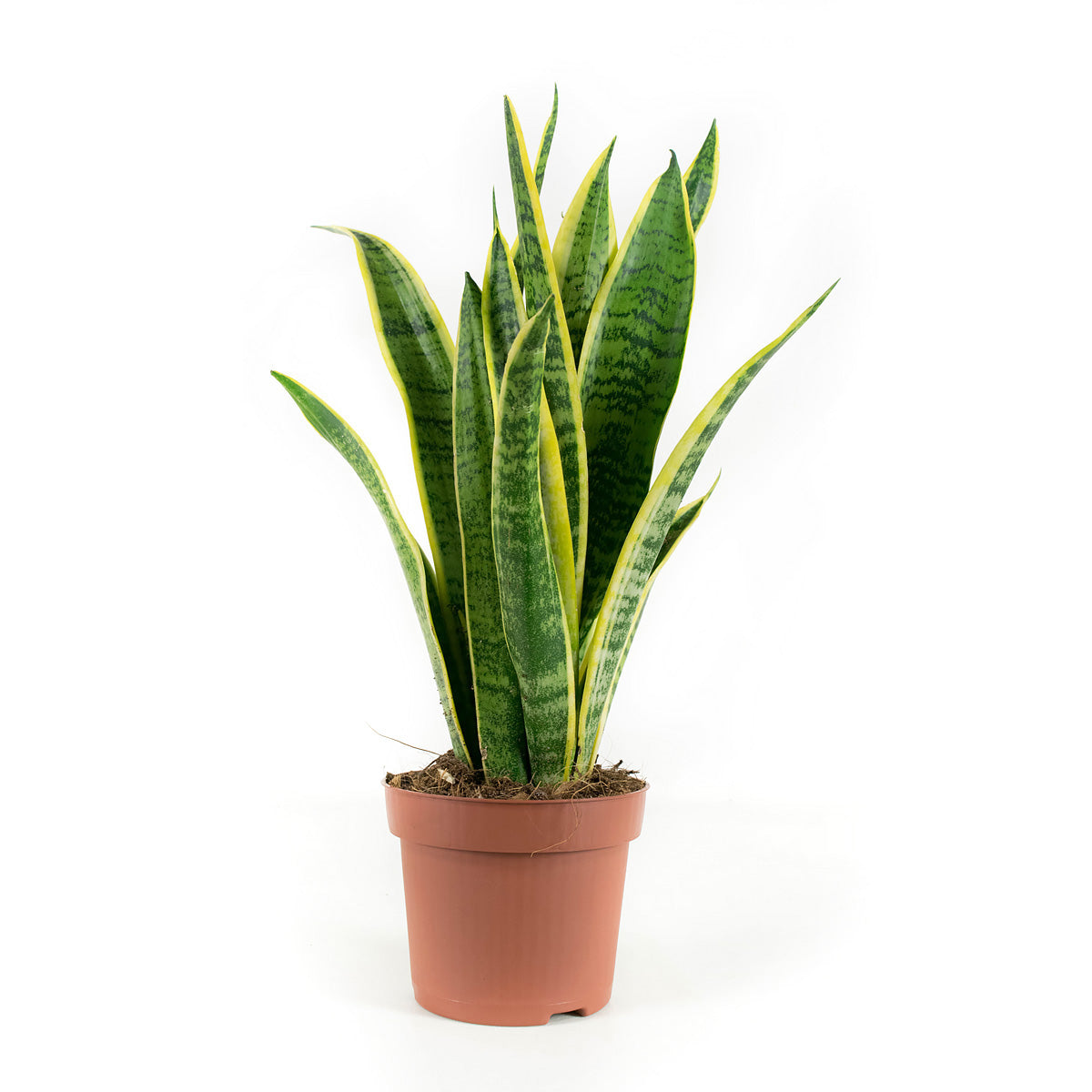 Sanseveria Laurentie