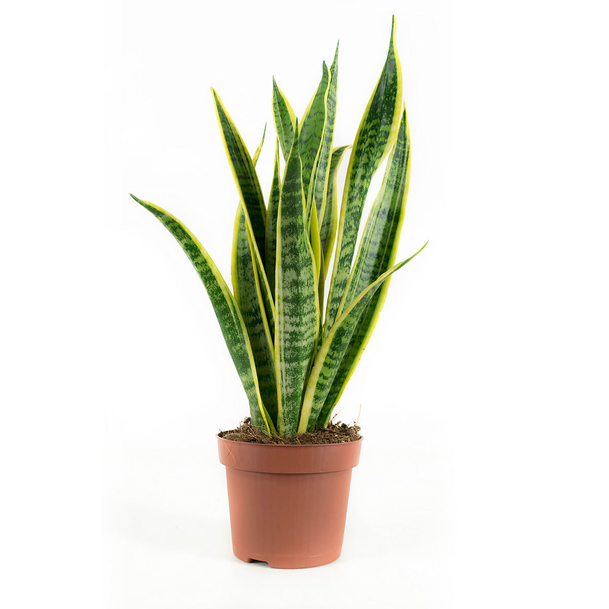 Sanseveria Laurentie