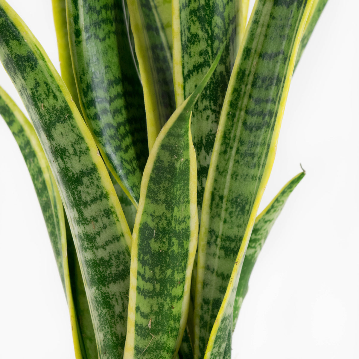 Sanseveria Laurentie