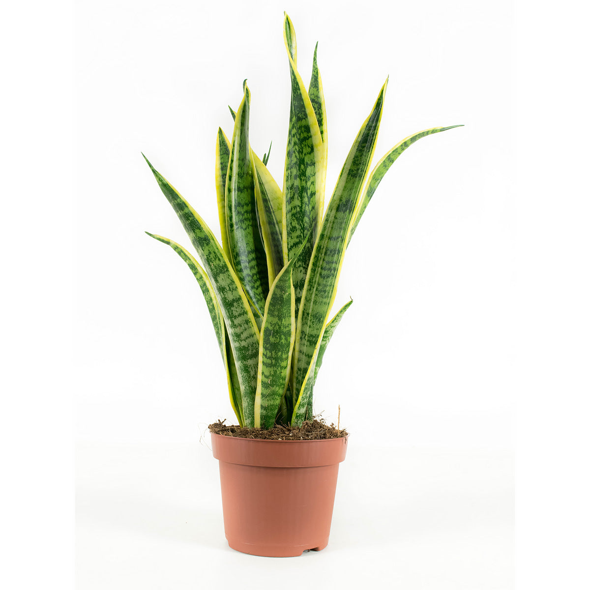 Sanseveria Laurentie
