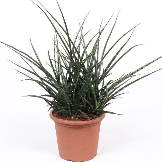 Sanseveria Fernwood Punk