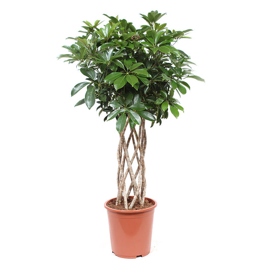 Schefflera Arboricola compacta