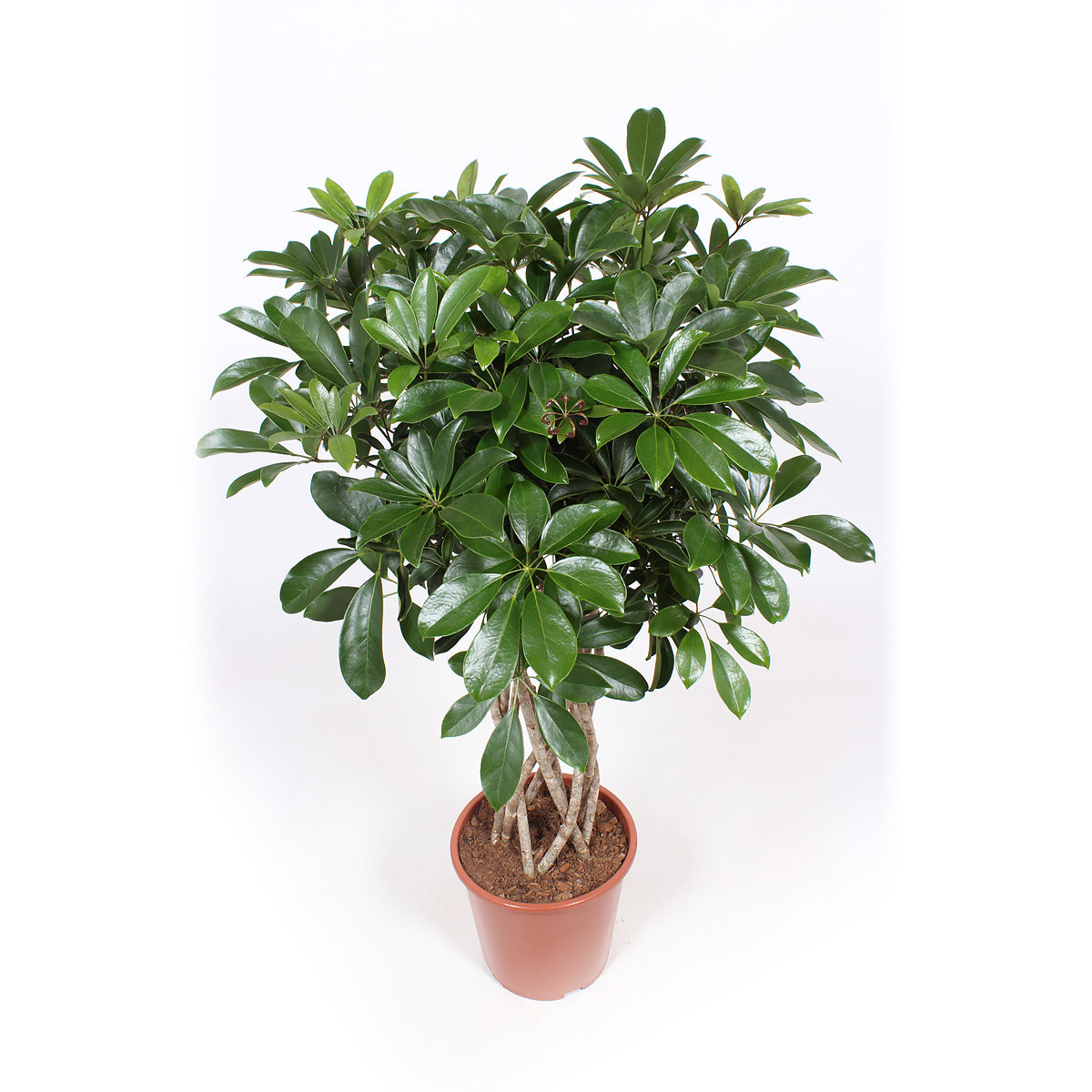 Schefflera Arboricola compacta
