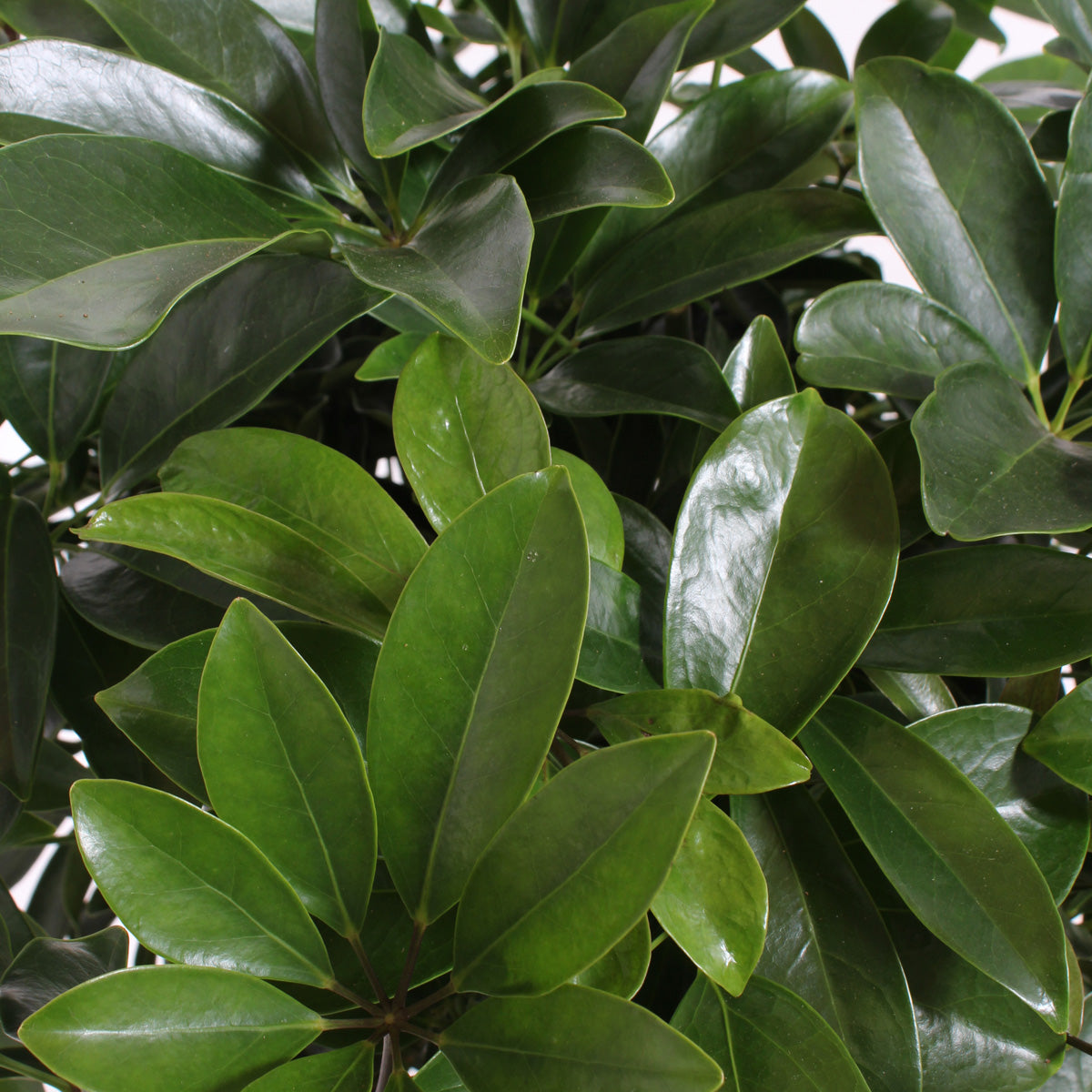 Schefflera Arboricola compacta