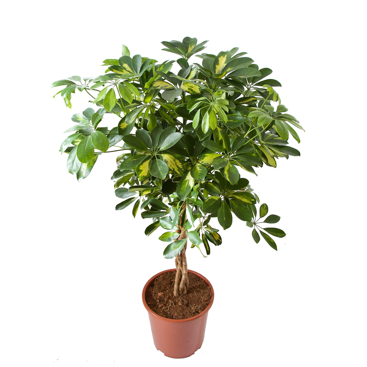 Schefflera Arboricola gold capella
