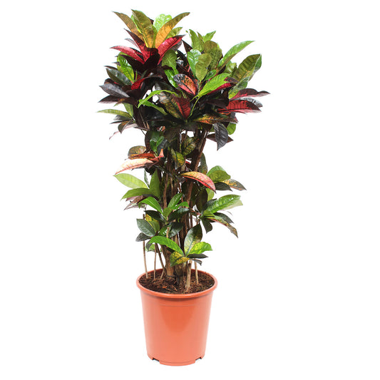 Croton 'Mrs Iceton'