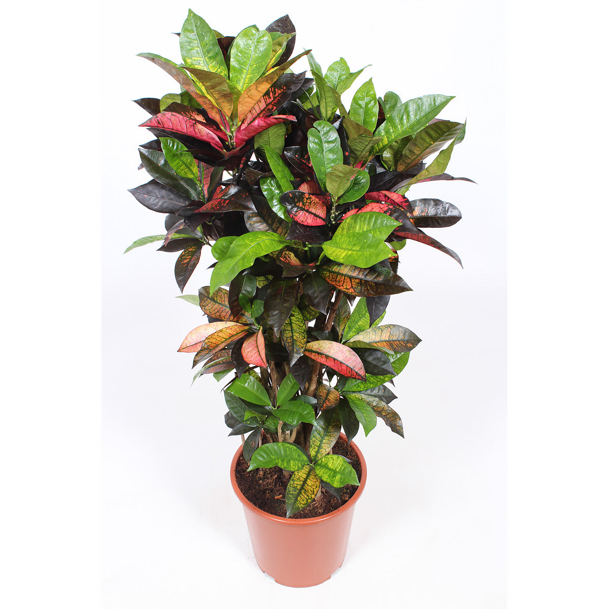 Croton 'Mrs Iceton'