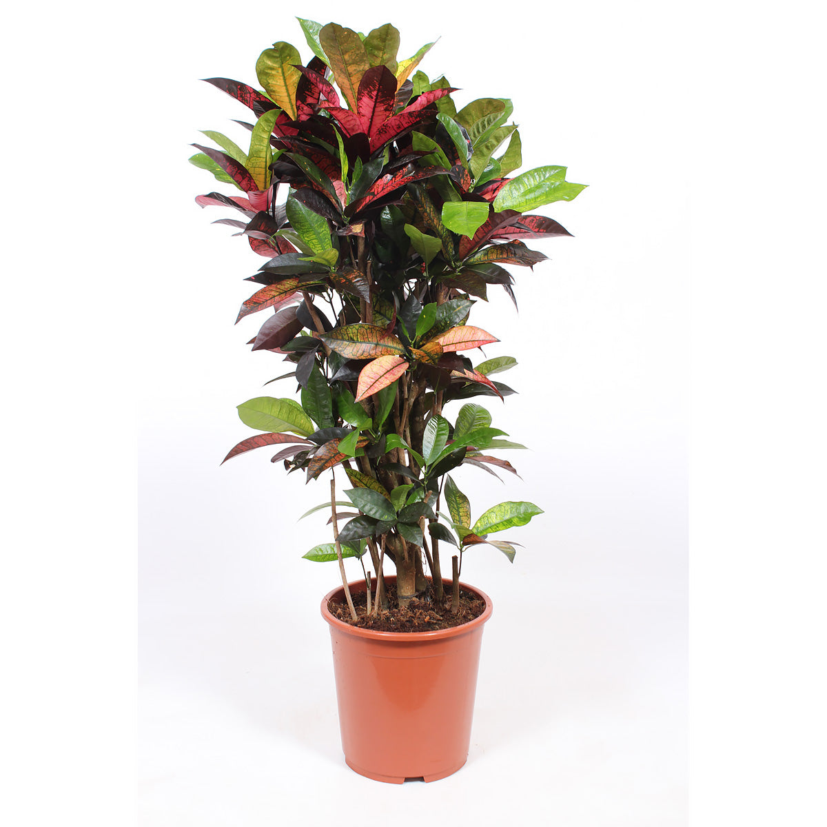 Croton 'Mrs Iceton'