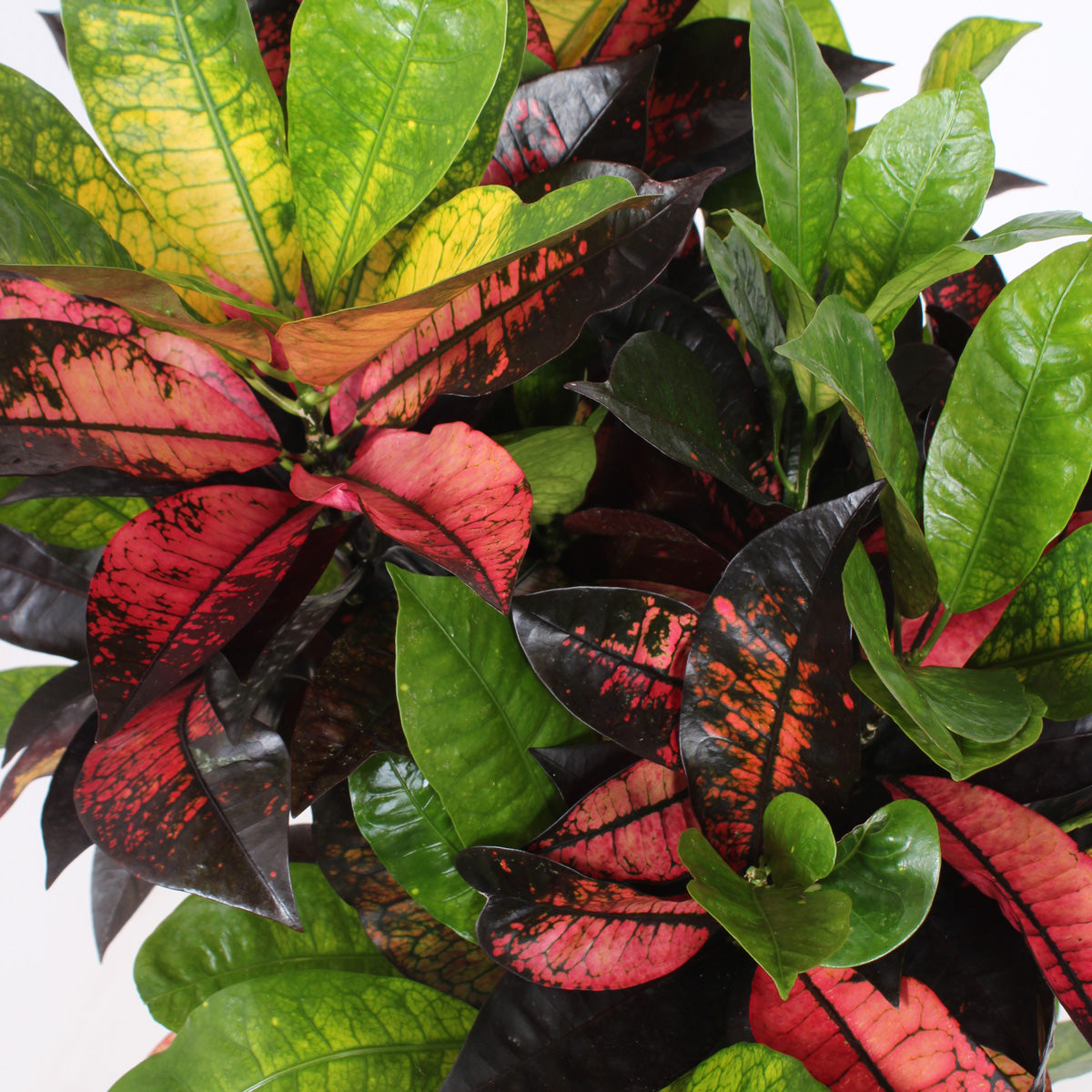 Croton 'Mrs Iceton'