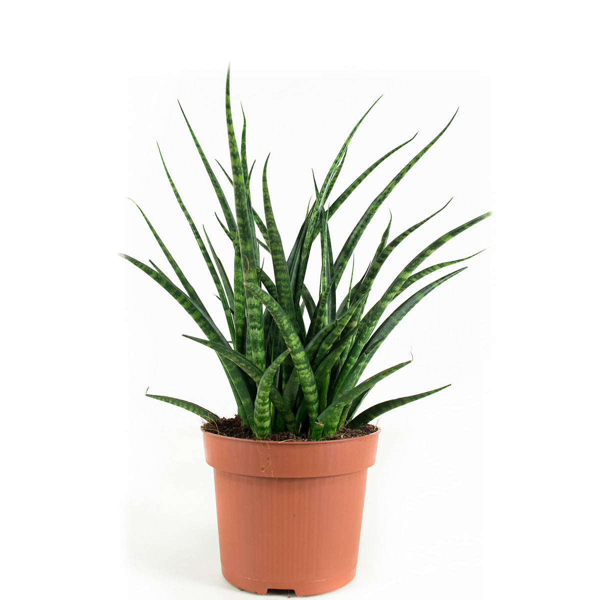Sanseveria Fernwood Punky