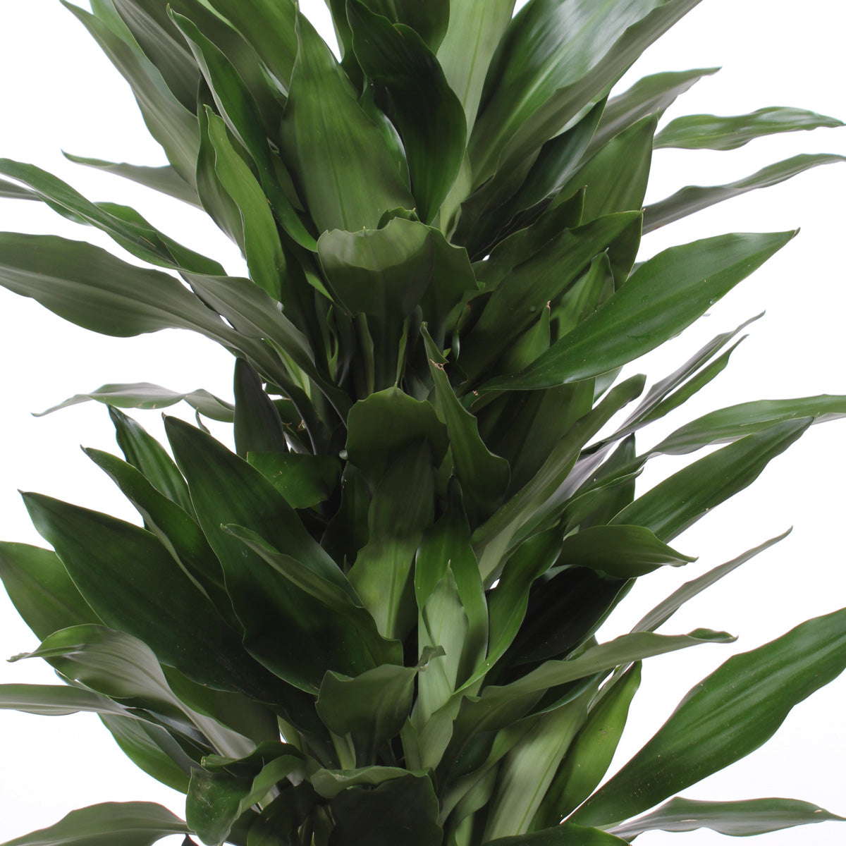 Dracaena Janet Lind