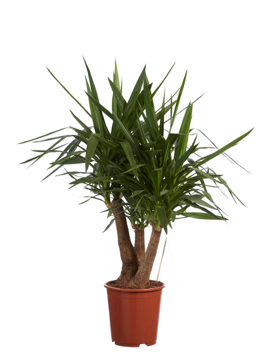 Yucca