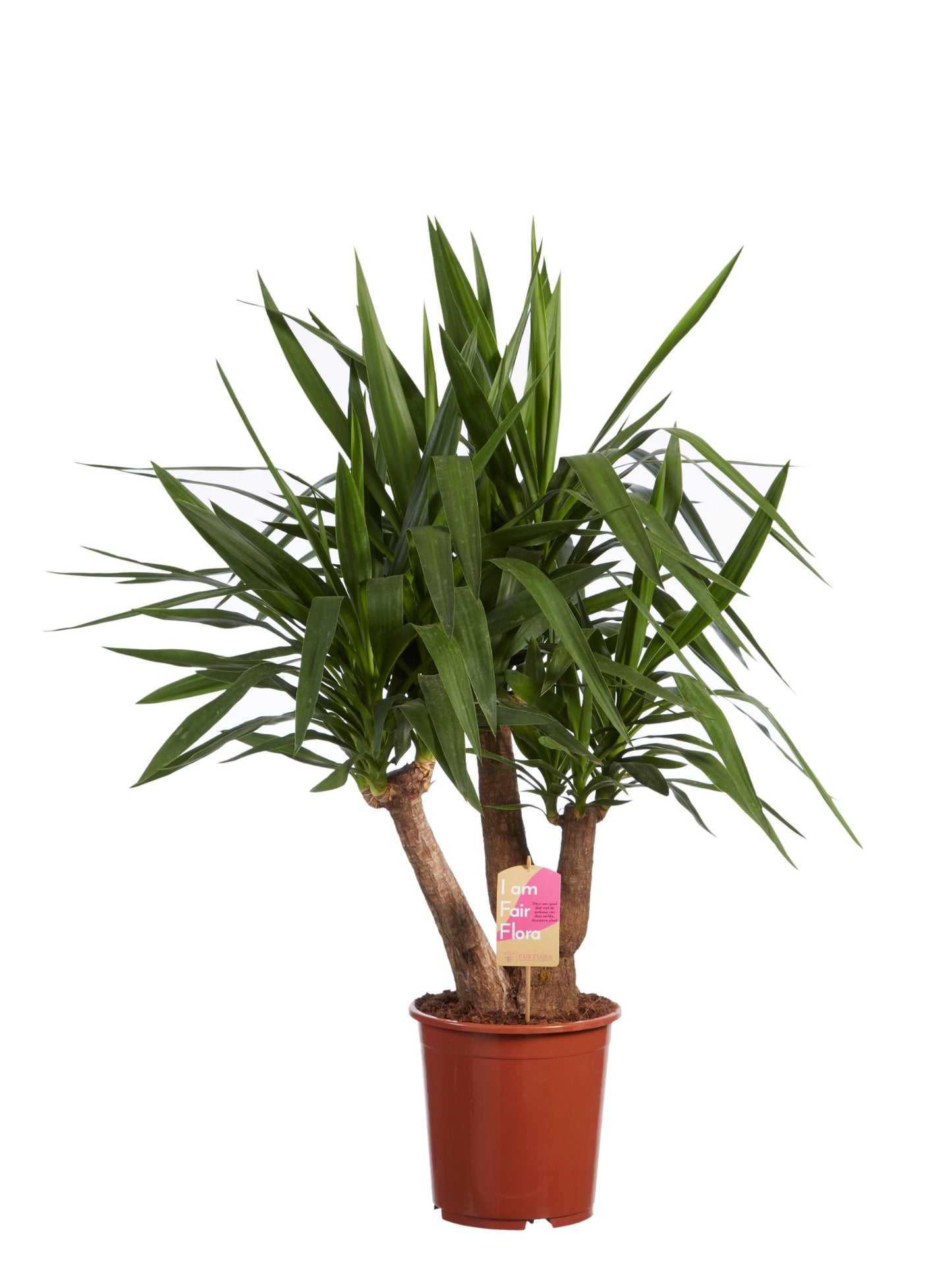 Yucca