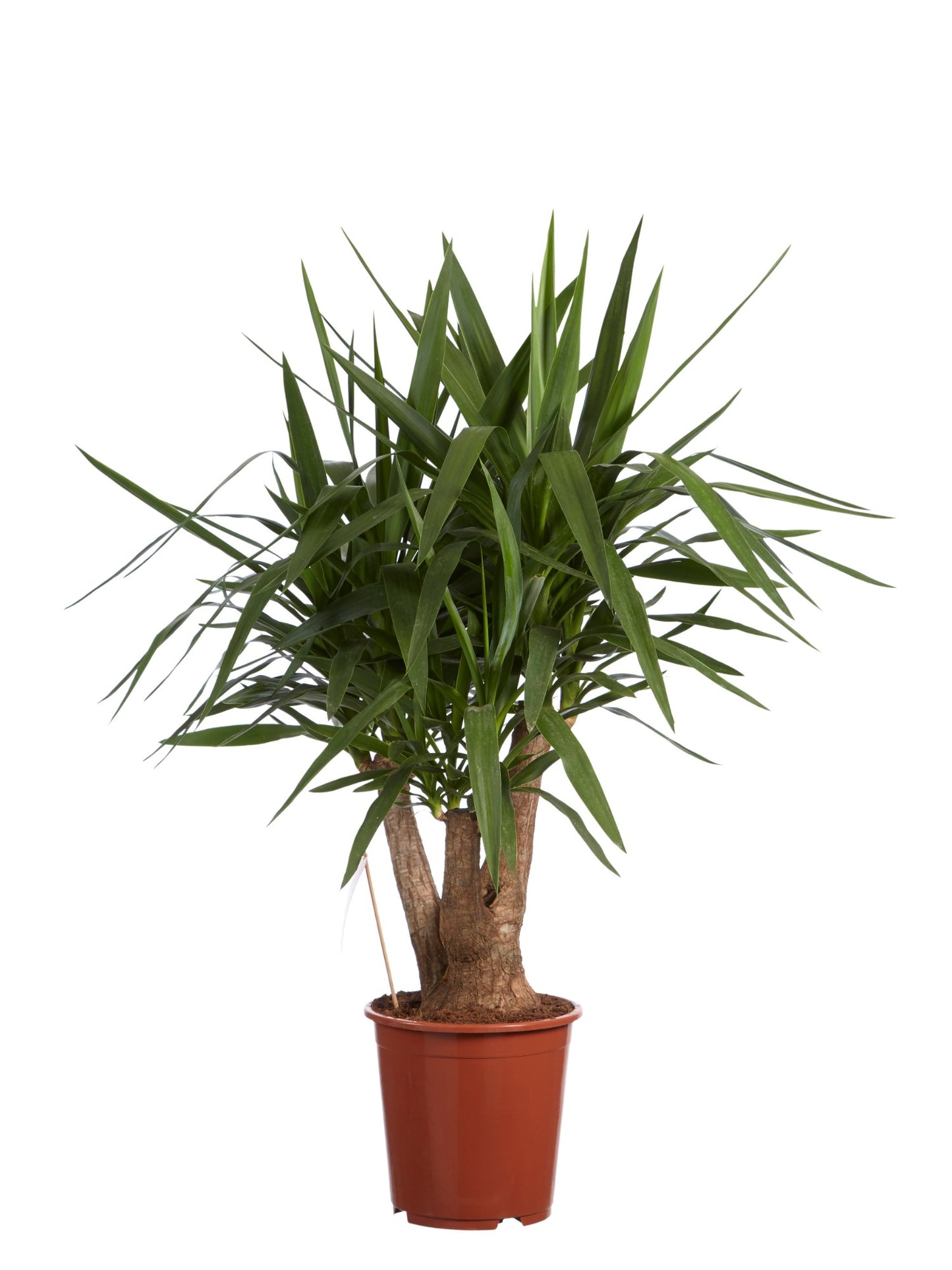 Yucca