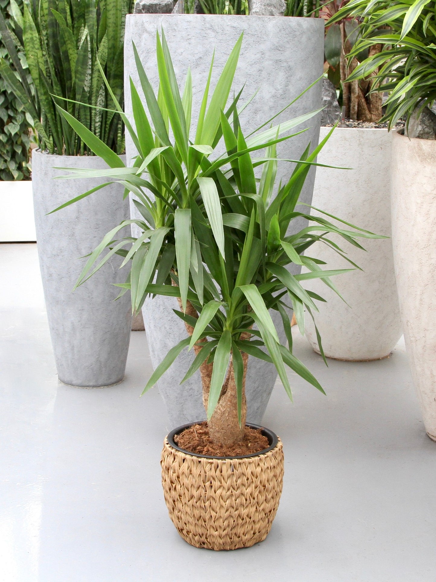Yucca