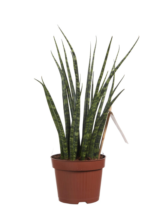 Sanseveria