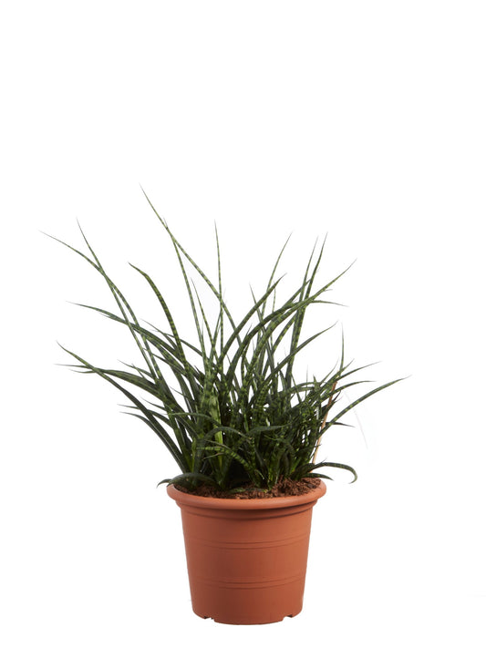 Sanseveria