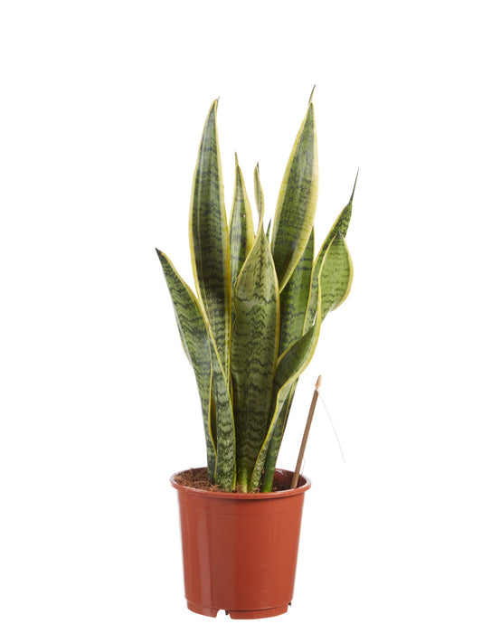 Sanseveria, vrouwentong