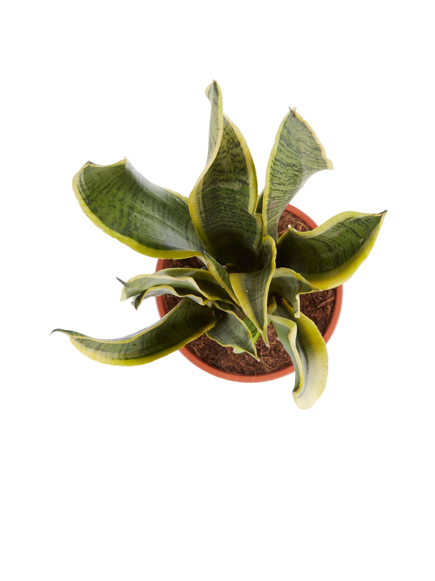 Sanseveria, vrouwentong