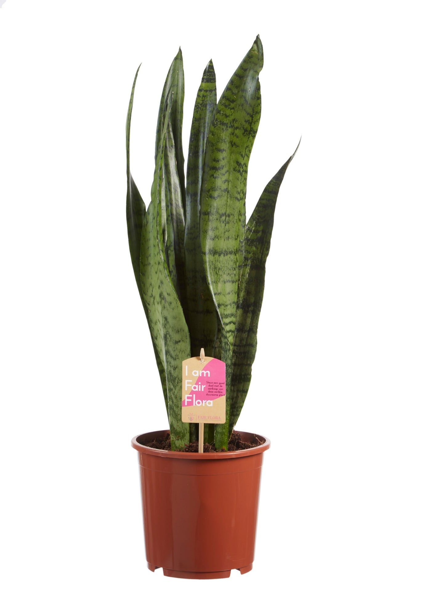 Sanseveria, vrouwentong