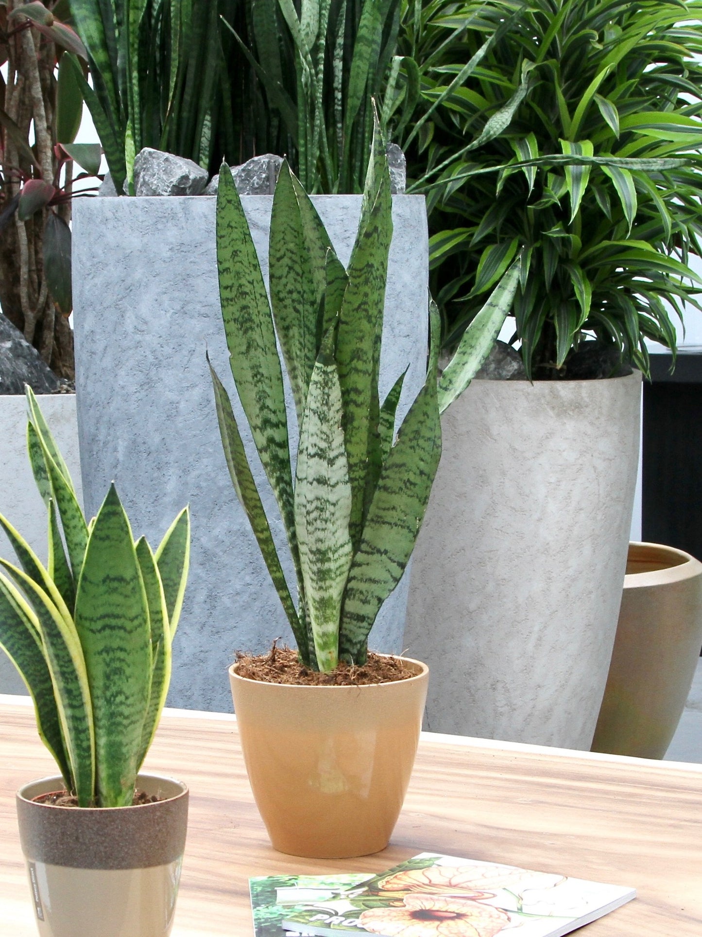 Sanseveria, vrouwentong