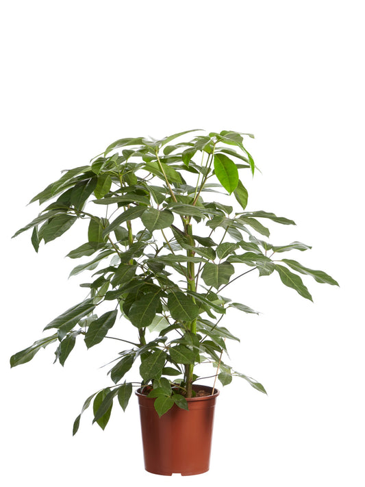 Schefflera Amate, Vingersboom