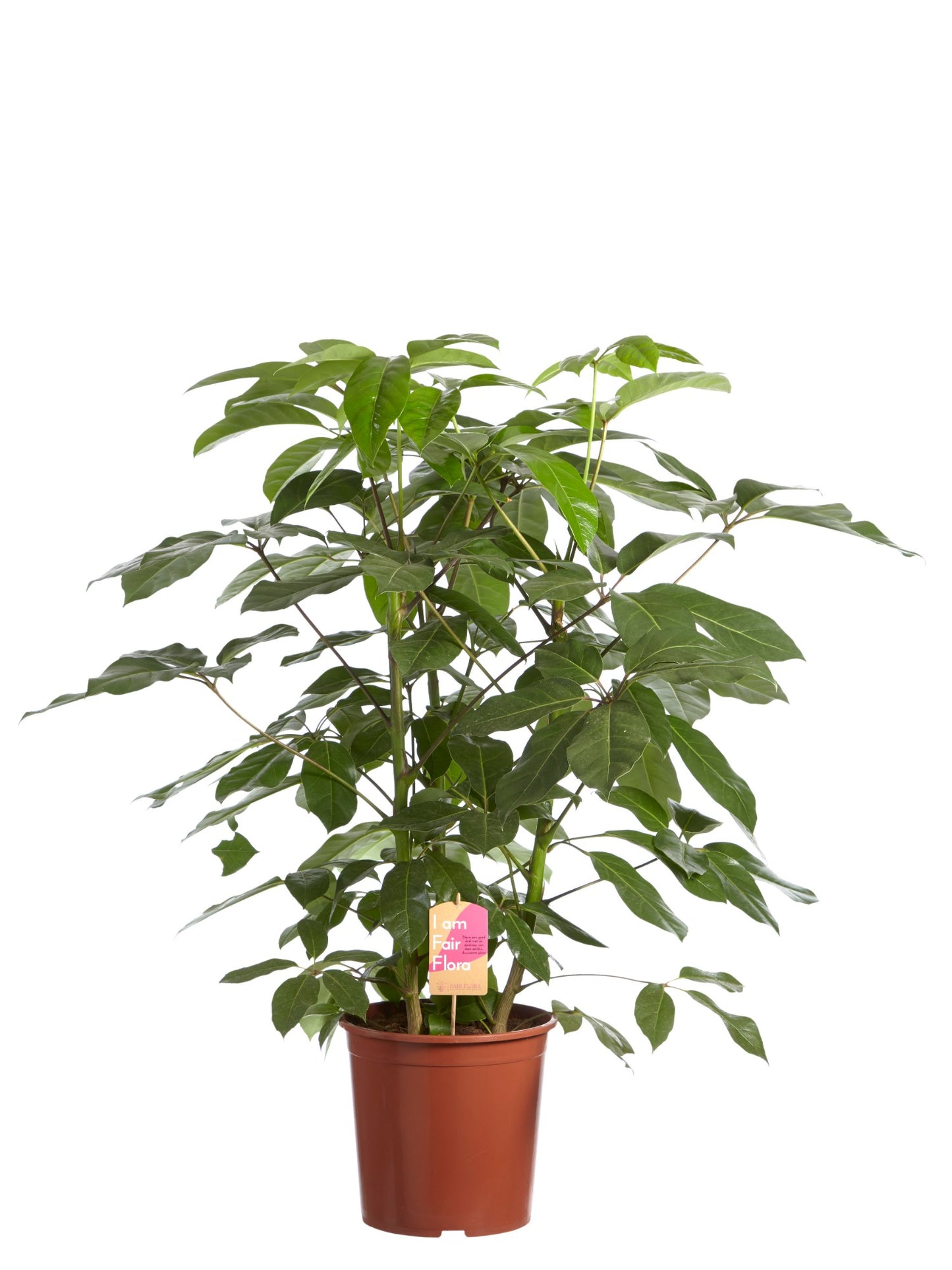 Schefflera Amate, Vingersboom