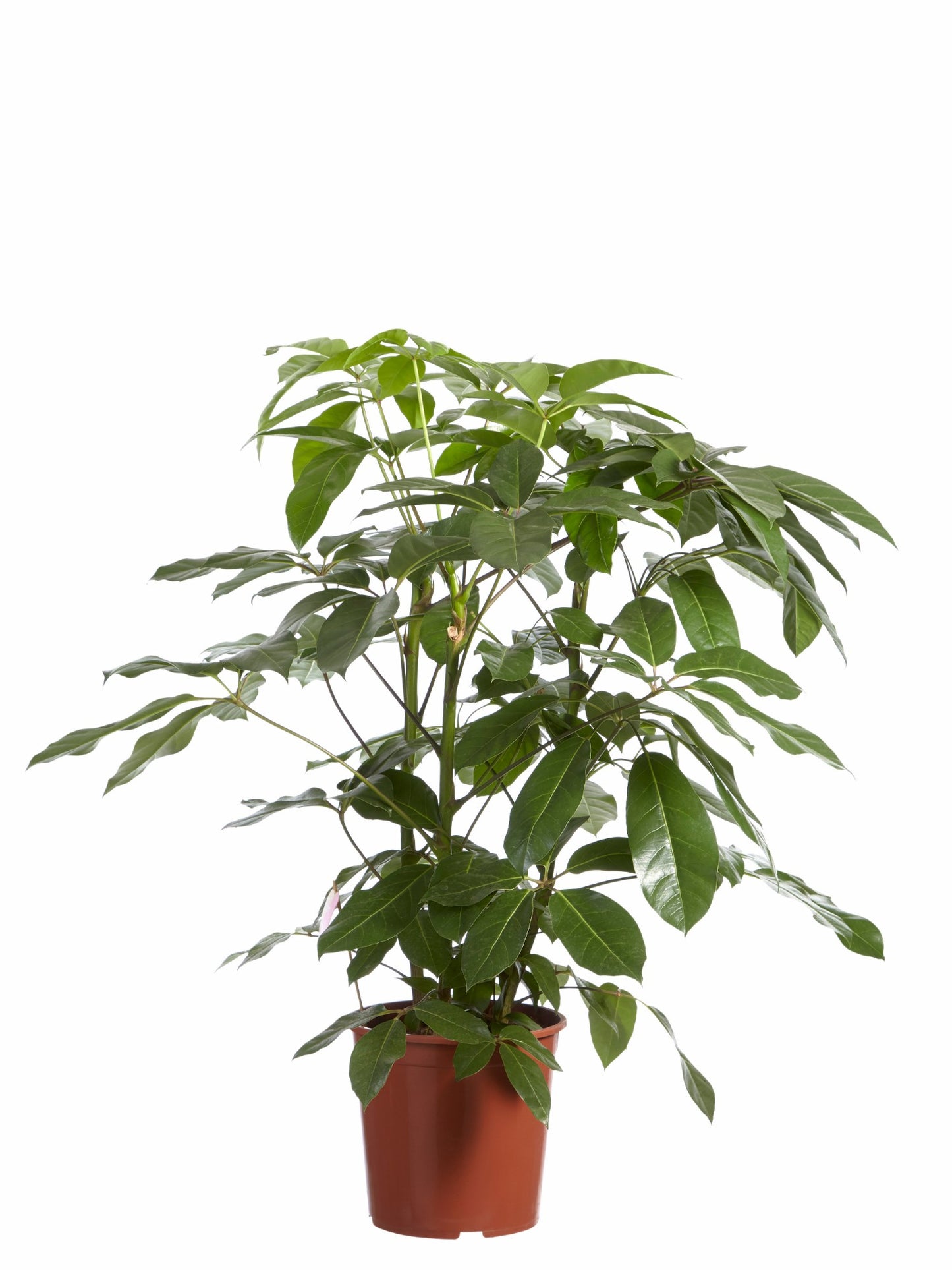 Schefflera Amate, Vingersboom