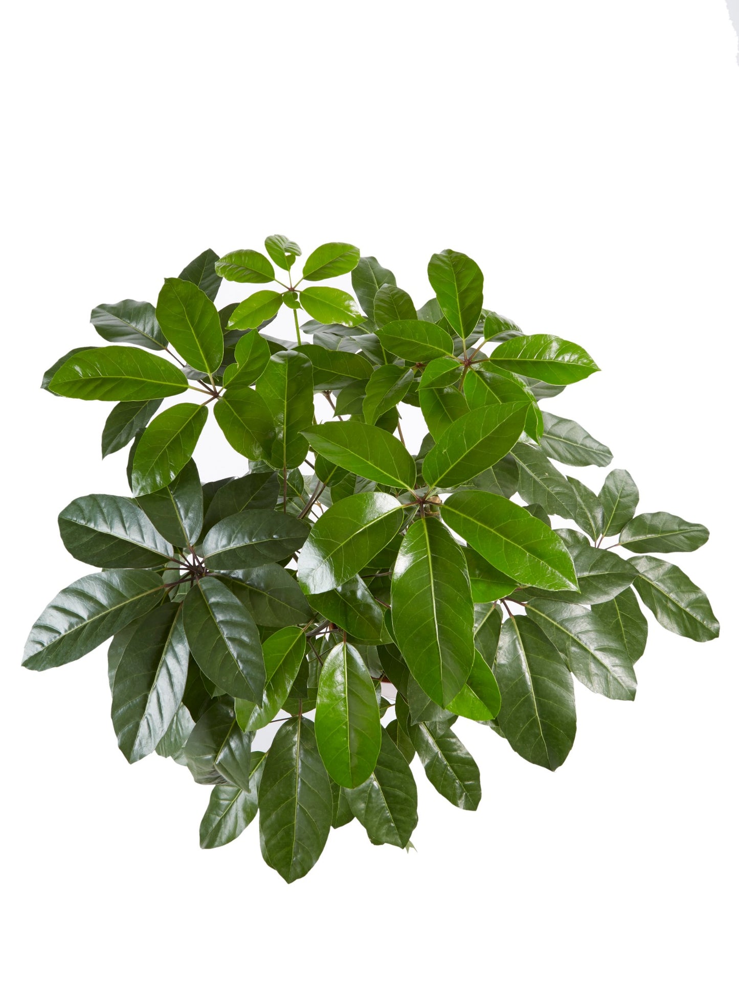 Schefflera Amate, Vingersboom