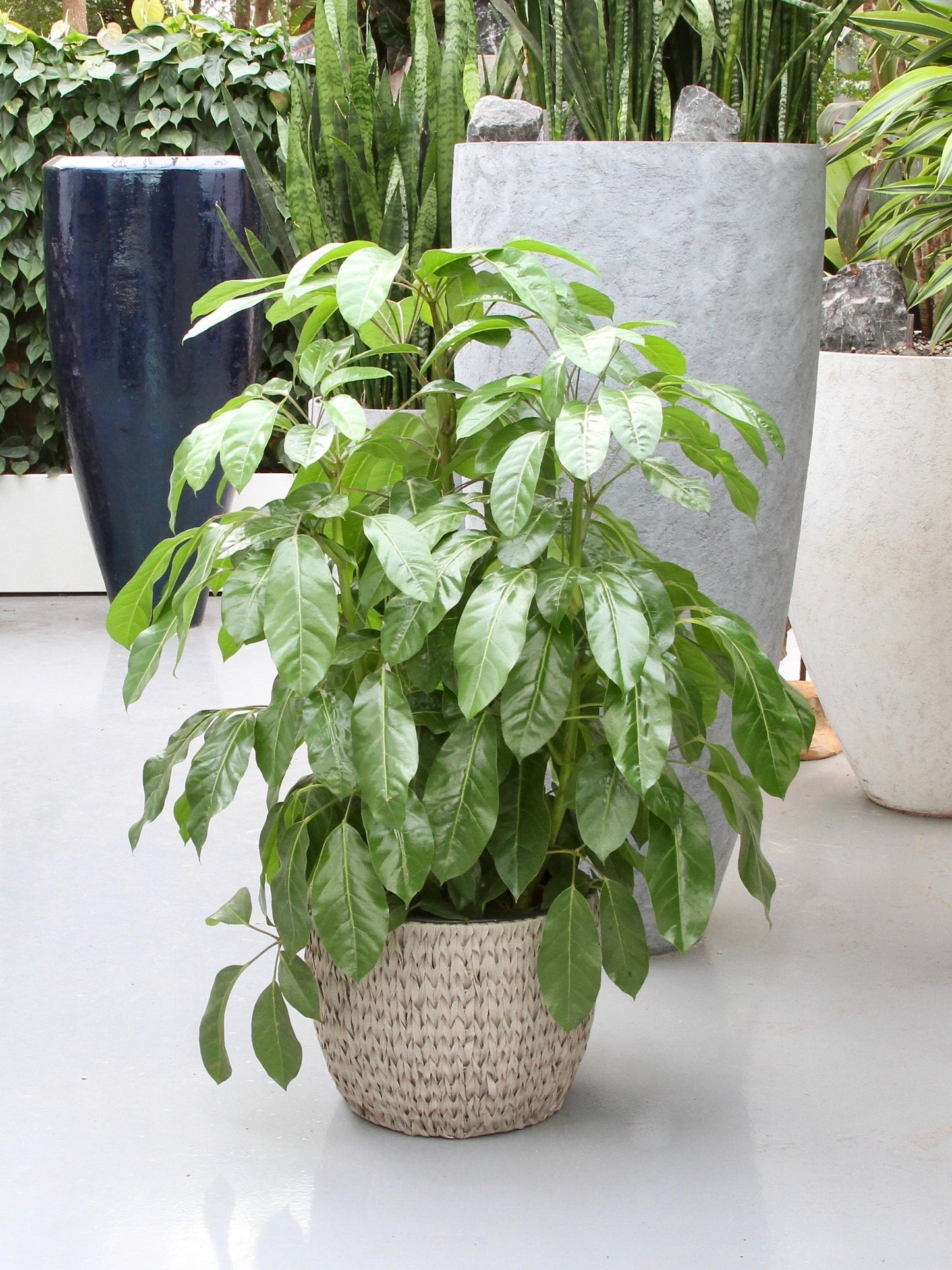 Schefflera Amate, Vingersboom