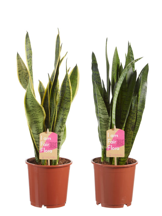 Sanseveria, vrouwentong
