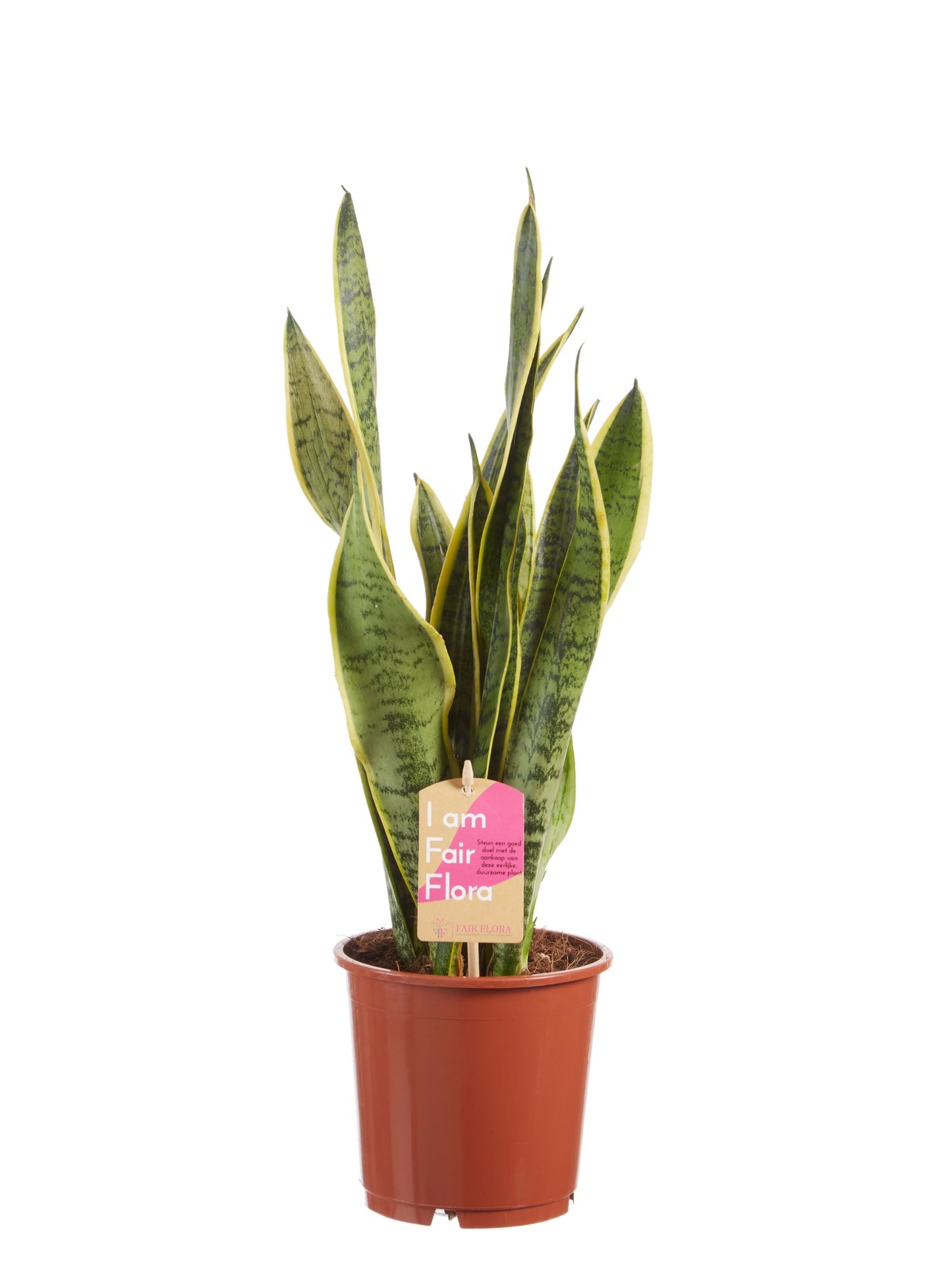 Sanseveria, vrouwentong